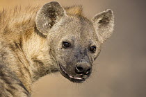 Spotted Hyena (Crocuta crocuta), Kruger National Park, South Africa