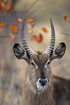 Waterbuck (Kobus ellipsiprymnus) sub-adult male, Kruger National Park, South Africa