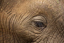 African Elephant (Loxodonta africana) eye, Kruger National Park, South Africa