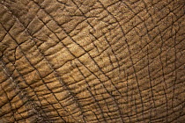 African Elephant (Loxodonta africana) skin, Kruger National Park, South Africa