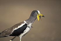 White-headed Lapwing (Vanellus albiceps), Pafuri Camp, Kruger National Park, South Africa
