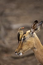 Red-billed Oxpecker (Buphagus erythrorhynchus) on Impala (Aepyceros melampus), Pafuri Camp, Kruger National Park, South Africa