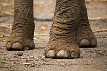 African Elephant (Loxodonta africana) feet, Pafuri Camp, Kruger National Park, South Africa