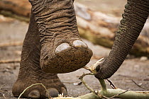 African Elephant (Loxodonta africana) feet and trunk, Pafuri Camp, Kruger National Park, South Africa