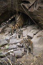 Bengal Tiger (Panthera tigris tigris) mother and four week old cubs at den, Bandhavgarh National Park, India