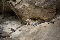 Bengal Tiger (Panthera tigris tigris) four week old cub at den, Bandhavgarh National Park, India