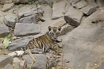 Bengal Tiger (Panthera tigris tigris) four week old cubs at den, Bandhavgarh National Park, India