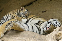 Bengal Tiger (Panthera tigris tigris) five week old cub resting on sleeping mother at den, Bandhavgarh National Park, India