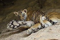 Bengal Tiger (Panthera tigris tigris) six week old cub on mother paw at den, Bandhavgarh National Park, India