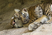 Bengal Tiger (Panthera tigris tigris) six week old cub snuggling up to sleeping mother at den, Bandhavgarh National Park, India