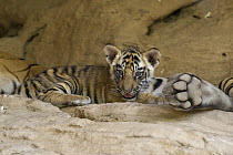 Bengal Tiger (Panthera tigris tigris) six week old cub at den, Bandhavgarh National Park, India