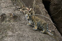 Bengal Tiger (Panthera tigris tigris) seven week old cub at den, Bandhavgarh National Park, India