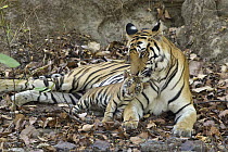Bengal Tiger (Panthera tigris tigris) mother nuzzling eight week old cub at den, Bandhavgarh National Park, India