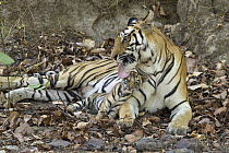 Bengal Tiger (Panthera tigris tigris) mother grooming eight week old cub at den, Bandhavgarh National Park, India