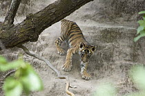 Bengal Tiger (Panthera tigris tigris) eight week old cub climbing down den wall, Bandhavgarh National Park, India