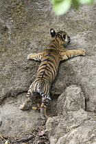 Bengal Tiger (Panthera tigris tigris) eight week old cub climbing den wall, Bandhavgarh National Park, India