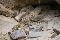Bengal Tiger (Panthera tigris tigris) four week old cubs at den, Bandhavgarh National Park, India