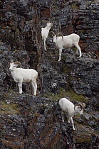 Dall's Sheep (Ovis dalli) rams on cliff, Alaska