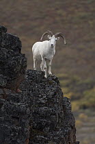 Dall's Sheep (Ovis dalli) ram on cliff, Alaska