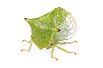 Treehopper (Membracidae), Woburn, Massachusetts