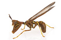 Mantis Fly (Climaciella brunnea), Estabrook Woods, Concord, Massachusetts