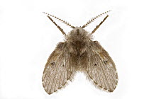 Moth Fly (Clogmia sp), Woburn, Massachusetts