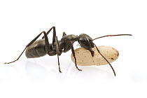 Ant (Formica sp) carrying pupa, Woburn, Massachusetts