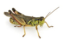 Grasshopper (Acrididae), Estabrook Woods, Concord, Massachusetts