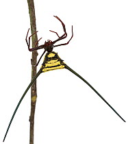 Spiny Spider (Micrathena cyanospina), Suriname
