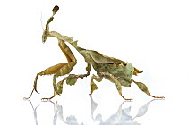 Ghost Mantis (Phyllocrania paradoxa) mimics a leaf, Woburn, Massachusetts