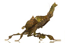 Mantis (Phyllocrania sp), mimicking a leaf, Woburn, Massachusetts
