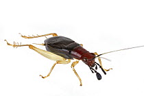 Cricket (Gryllidae), Estabrook Woods, Concord, Massachusetts
