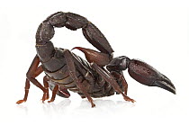 Scorpion (Chactidae), Suriname