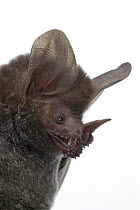Fringe-lipped Bat (Trachops cirrhosus), Suriname