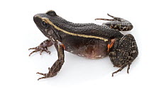 Sapito Listado (Lithodytes lineatus) frog, Suriname