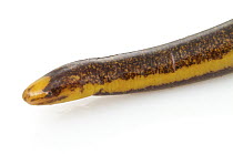 Two-lined Caecilian (Rhinatrema bivittatum), Suriname