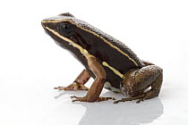 Brilliant-thighed Poison Frog (Epipedobates femoralis), Suriname