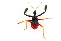 Assassin Bug (Reduviidae), Suriname