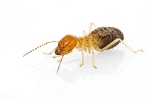 Termite worker, Suriname