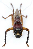 Katydid (Gnathoclita vorax) male, Suriname