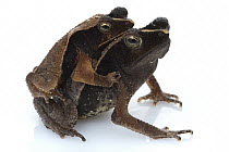 Beaked Toad (Rhinella lescueri) pair in amplexus, Suriname