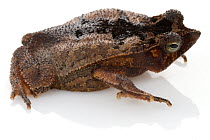 Beaked Toad (Rhinella lescueri), Suriname