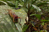 Katydid (Gnathoclita vorax) male in rainforest, Suriname