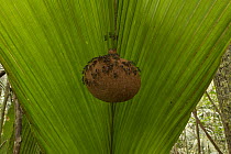 Wasp (Vespidae) nest under leaf, Suriname