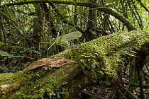 Katydid (Tettigoniidae), newly discovered species, camouflaged on tree trunk, Suriname
