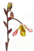 Orchid (Orchidaceae) flower, Suriname