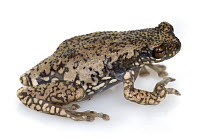 Tukeit Hill Frog (Allophryne ruthveni), Suriname