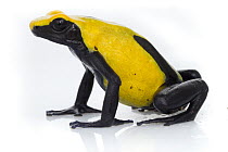 Dyeing Poison Frog (Dendrobates tinctorius), Suriname