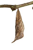 Nymphalid Butterfly (Nymphalidae) chrysalis, Suriname
