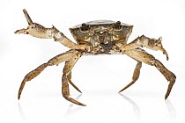 Crab (Trichodactylidae), Suriname